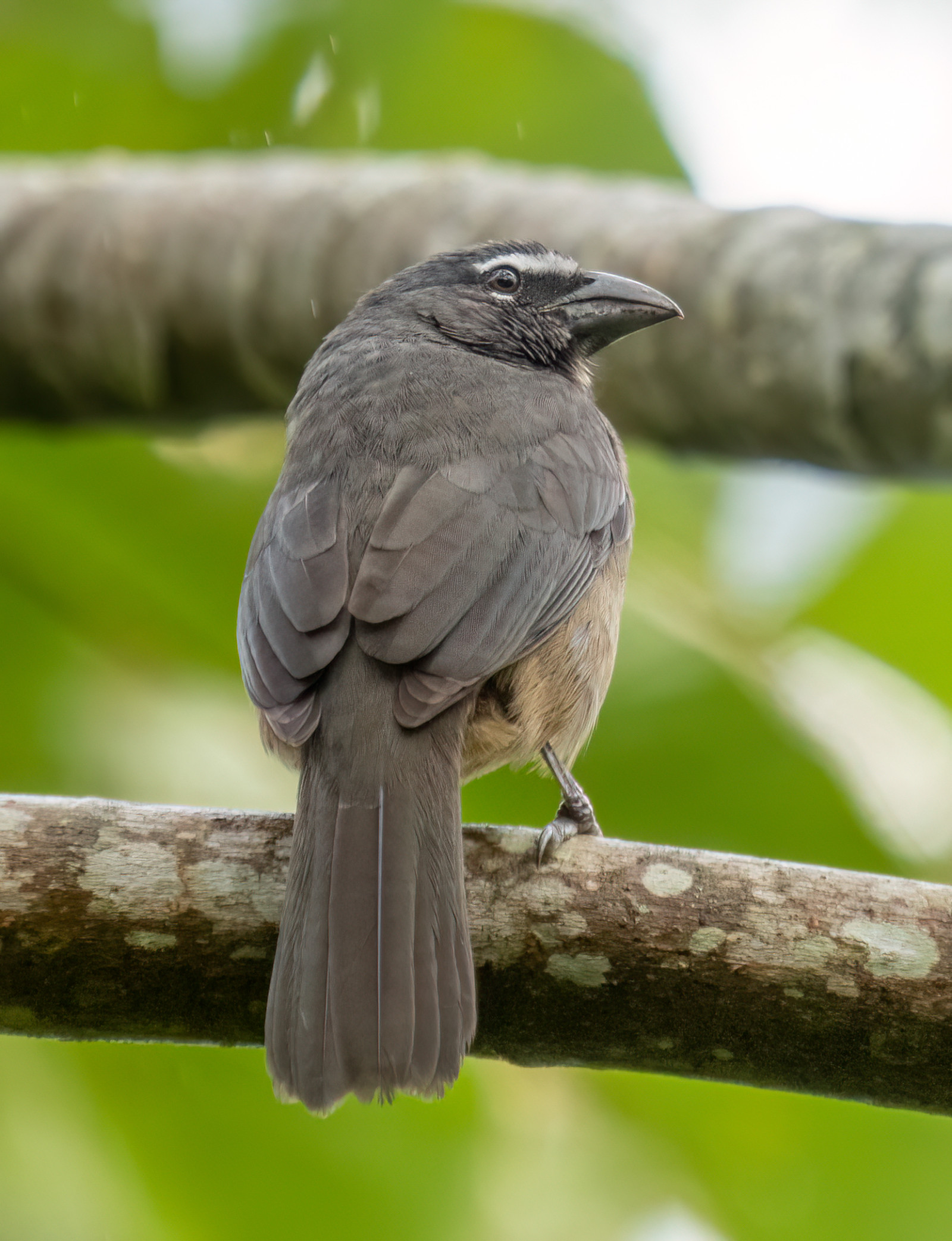 image Cinnamon-bellied Saltator